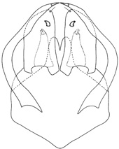 megadrilus